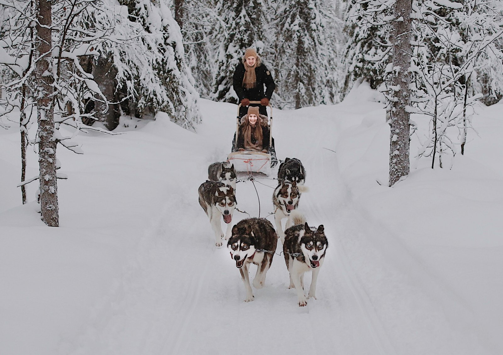 Descubre la increíble experiencia de trineo con huskies en Ruka Laponia